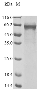 Human TRAF3 protein