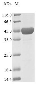 E. coli dxr protein