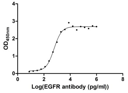 Human EGFR protein