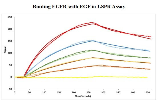 Human EGFR protein