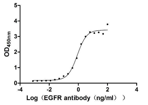 Human EGFR protein