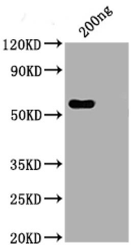 N Recombinant Monoclonal Antibody