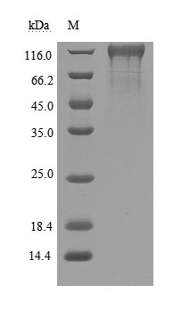 Human Novel Coronavirus Spike glycoprotein(S) protein