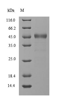 Severe acute respiratory syndrome coronavirus 2 Non-structural protein 9 protein