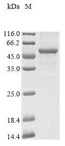 Human NPR2 protein