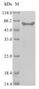 coronavirus OC43 Nucleo protein