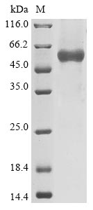 coronavirus OC43 Nucleo protein
