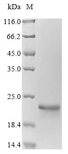 UBC11 protein