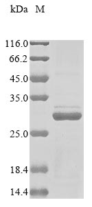 Human MT-RNR2 protein