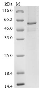Human TEAD1 protein