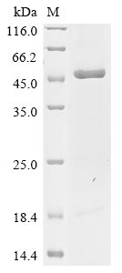Human CGAS protein