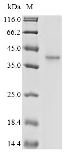 coronavirus OC43 Spike glycoprotein protein