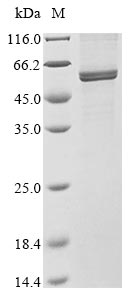 Human coronavirus 229E Nucleo protein