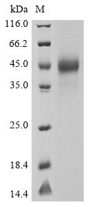 coronavirus OC43 Spike glycoprotein protein