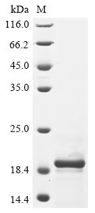 Human coronavirus HKU1 Non-structural protein 4 protein