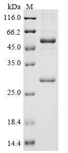 Human coronavirus HKU1 Protein I protein