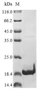 coronavirus HKU1 Non-structural protein 4 protein