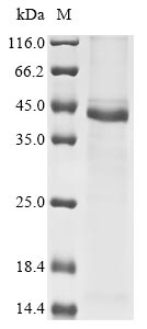 coronavirus HKU1 Spike glycoprotein protein