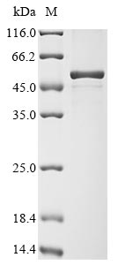 Human coronavirus NL63 Nucleo protein