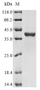 Yeast SAP6 protein