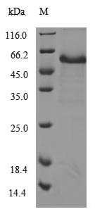 Human CD40 protein