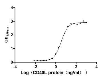 Human CD40 protein