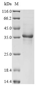 Human MT-RNR2 protein