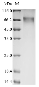 Human ITGBL1 protein