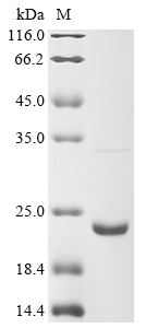 Mouse Lta protein