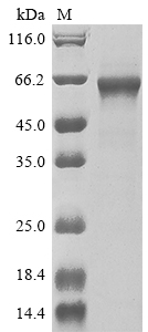 Human TRAF3 protein