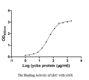 E. coli ycbX protein
