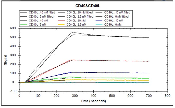 Human CD40LG protein