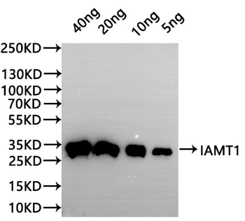 IAMT1 Antibody