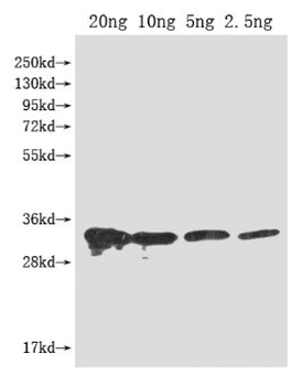 PFP-BETA1 Antibody