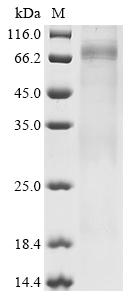 Mouse Dlat protein