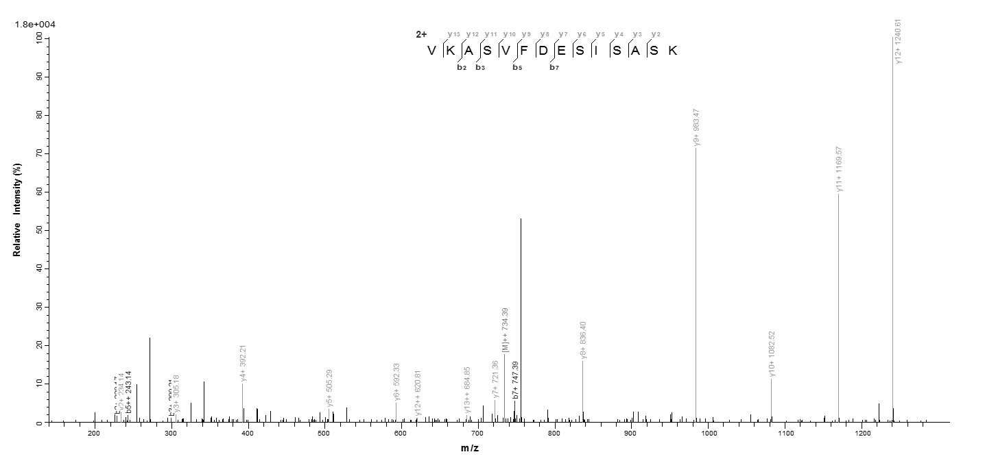 Bacterial ail protein