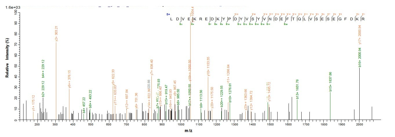 Bacterial pbpD protein