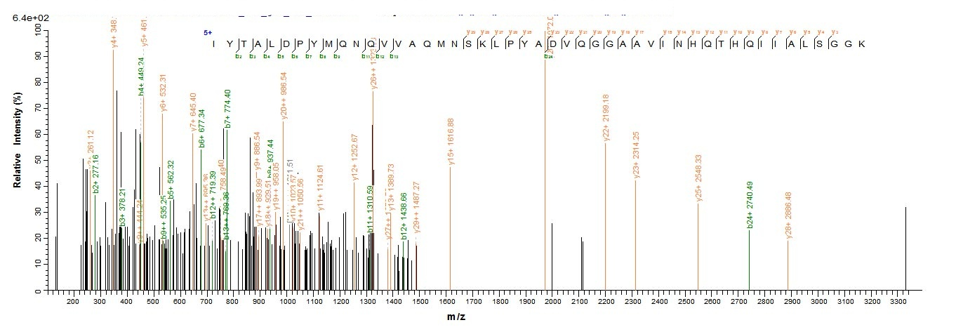 Bacterial pbpD protein