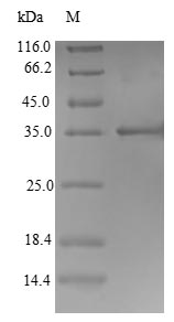 Bovine IFNW1 protein