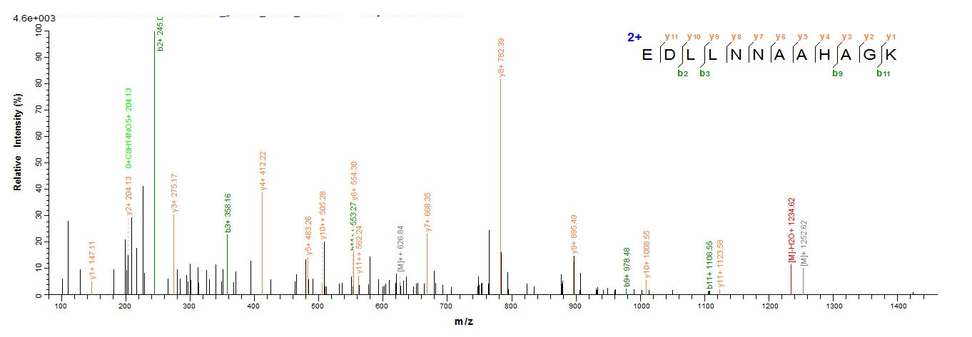 Human ABAT protein
