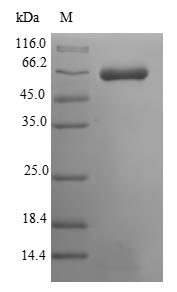 Mouse Musk protein