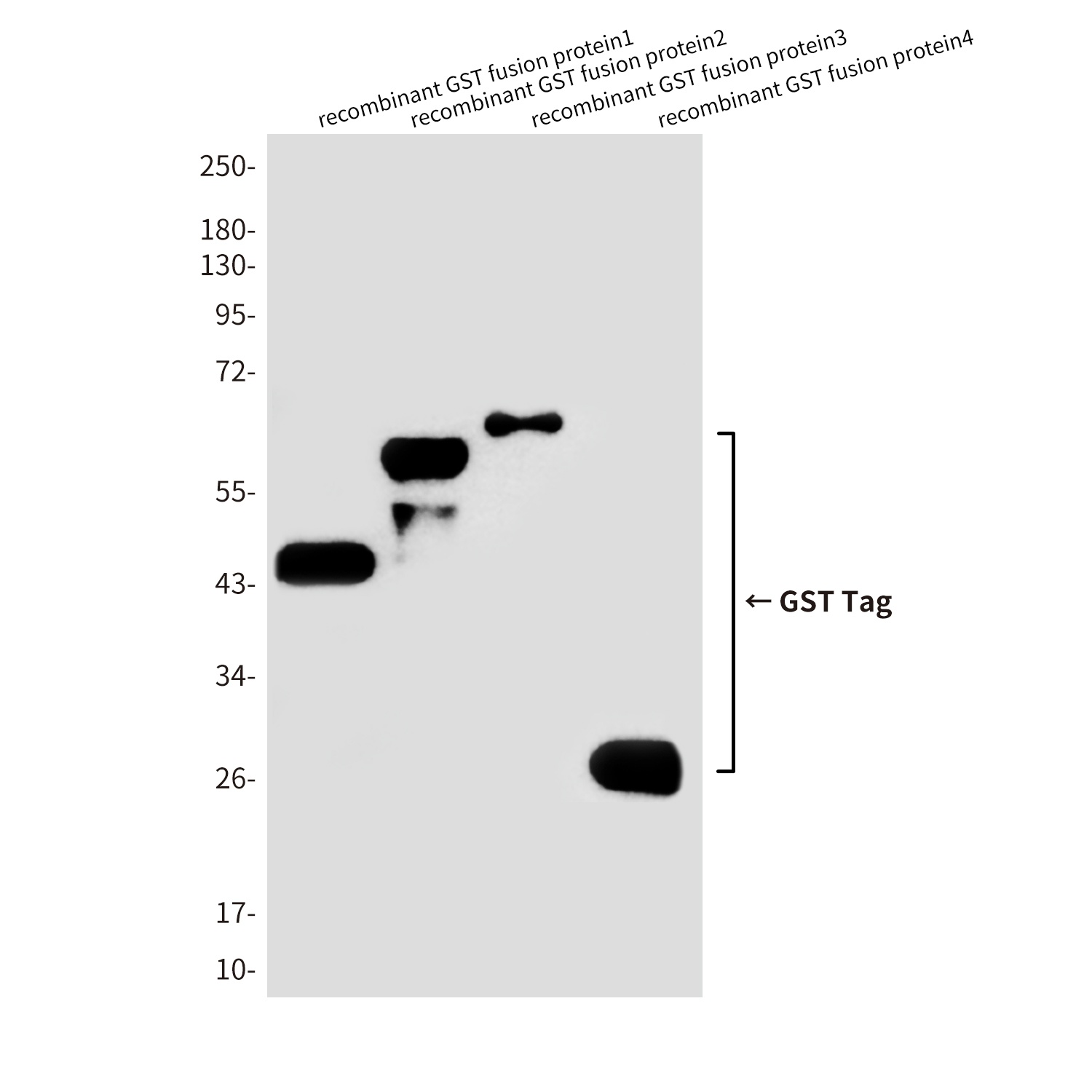 GST Tag Rabbit Polyclonal Antibody (HRP)