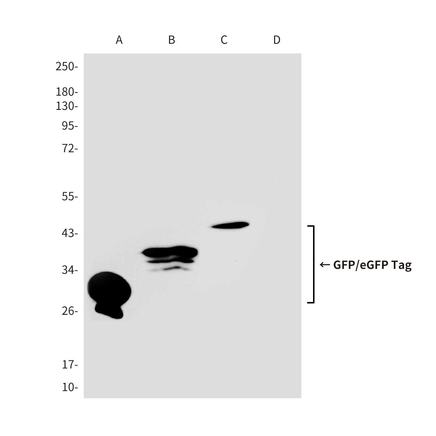 GFP/eGFP Tag Rabbit pAb