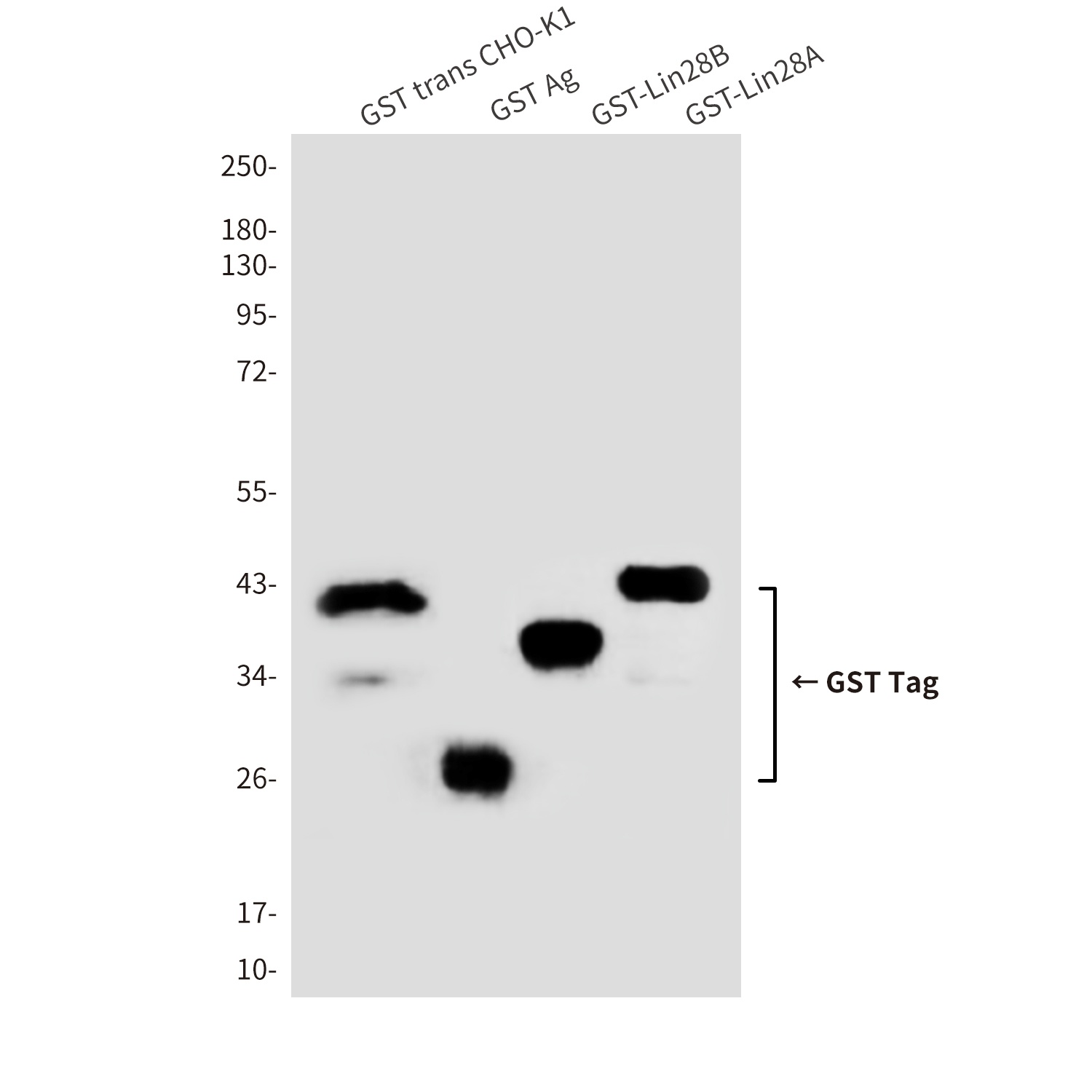 GST Tag Rabbit pAb Antibody