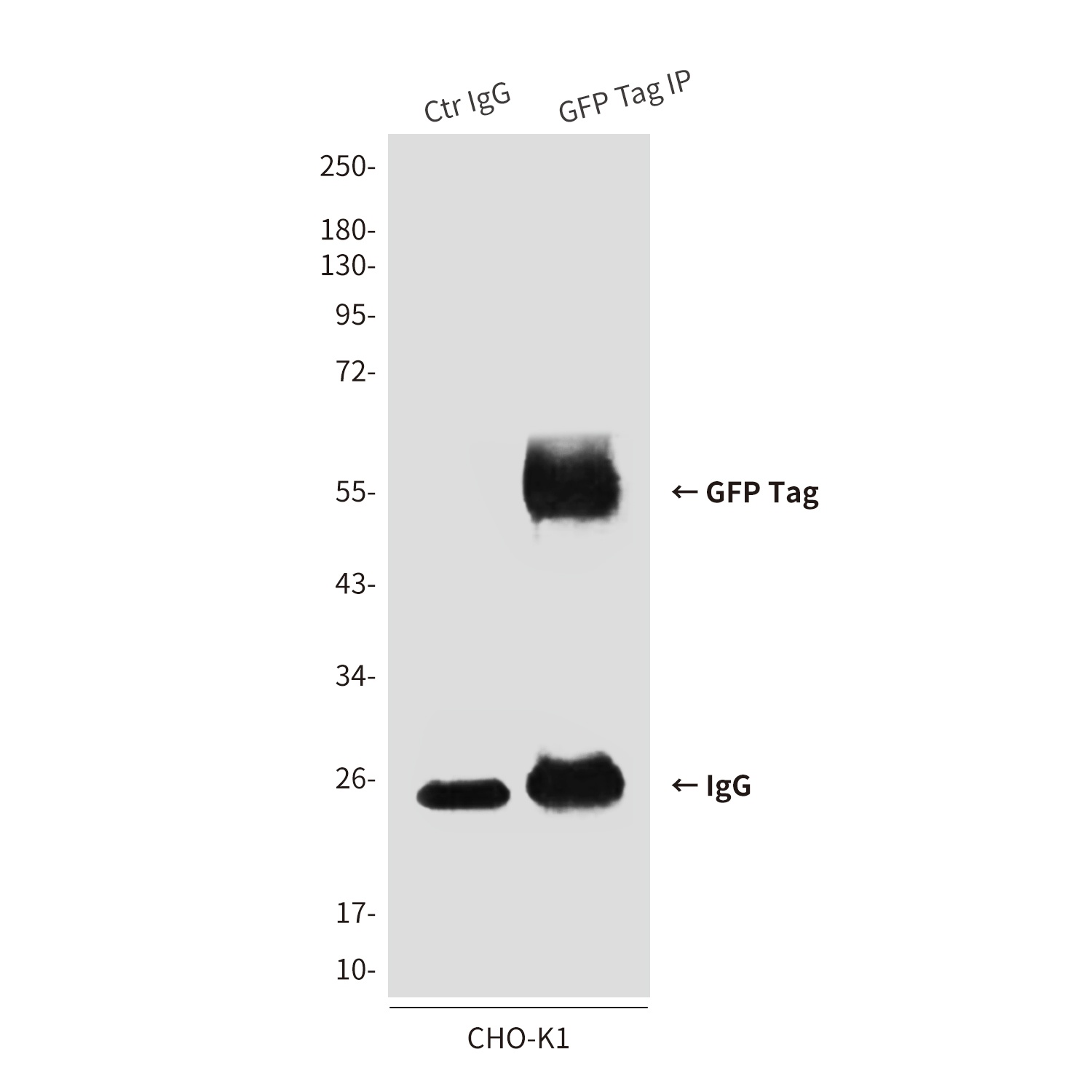 GFP Tag Mouse mAb