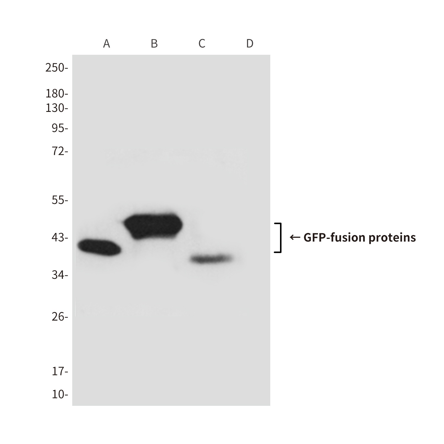 GFP Tag Mouse mAb
