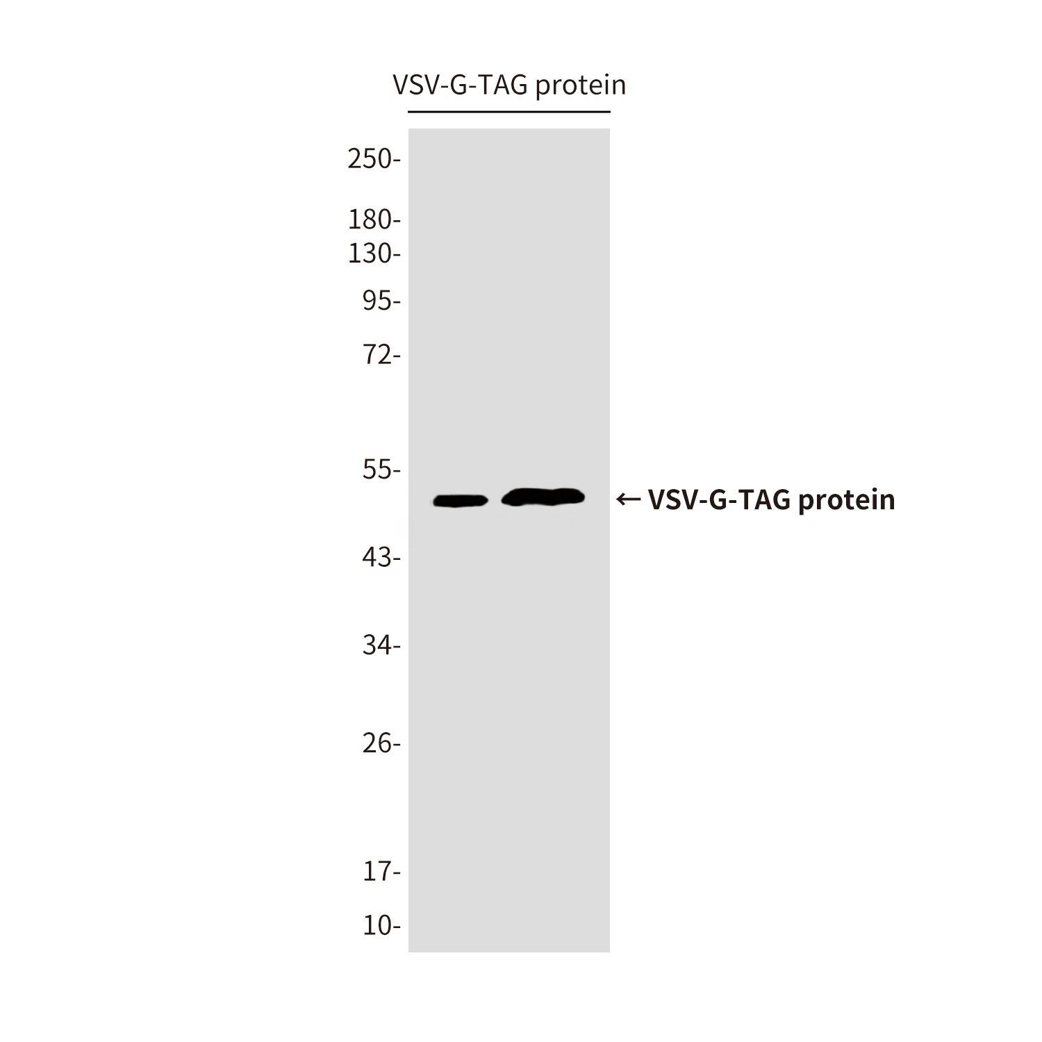 VSV G tag Mouse mAb Antibody