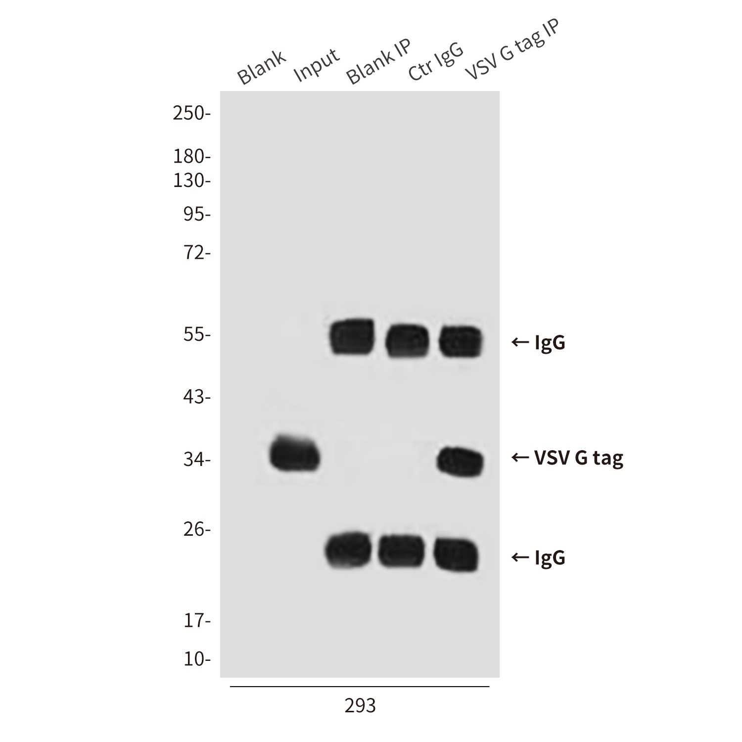 VSV G tag Mouse mAb Antibody