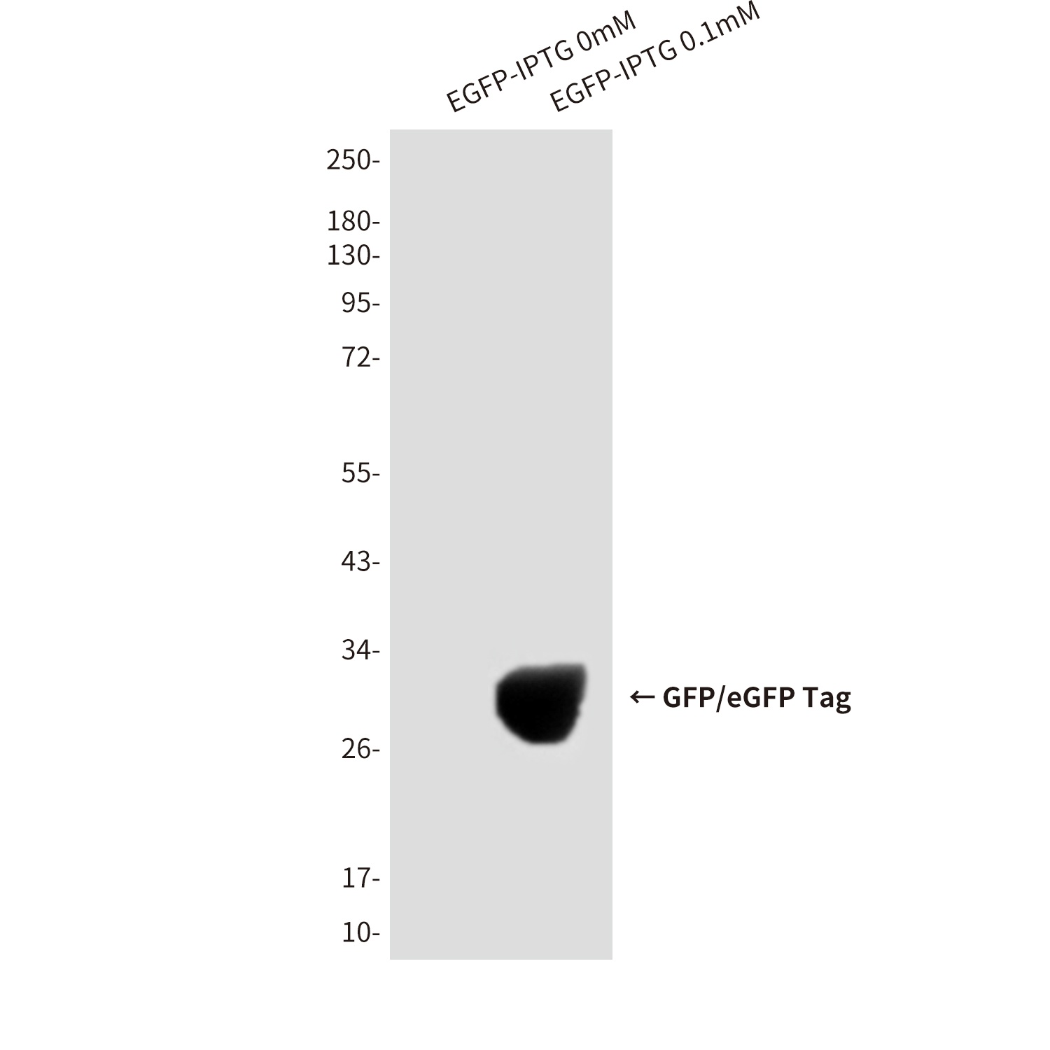GFP/eGFP Tag Mouse mAb