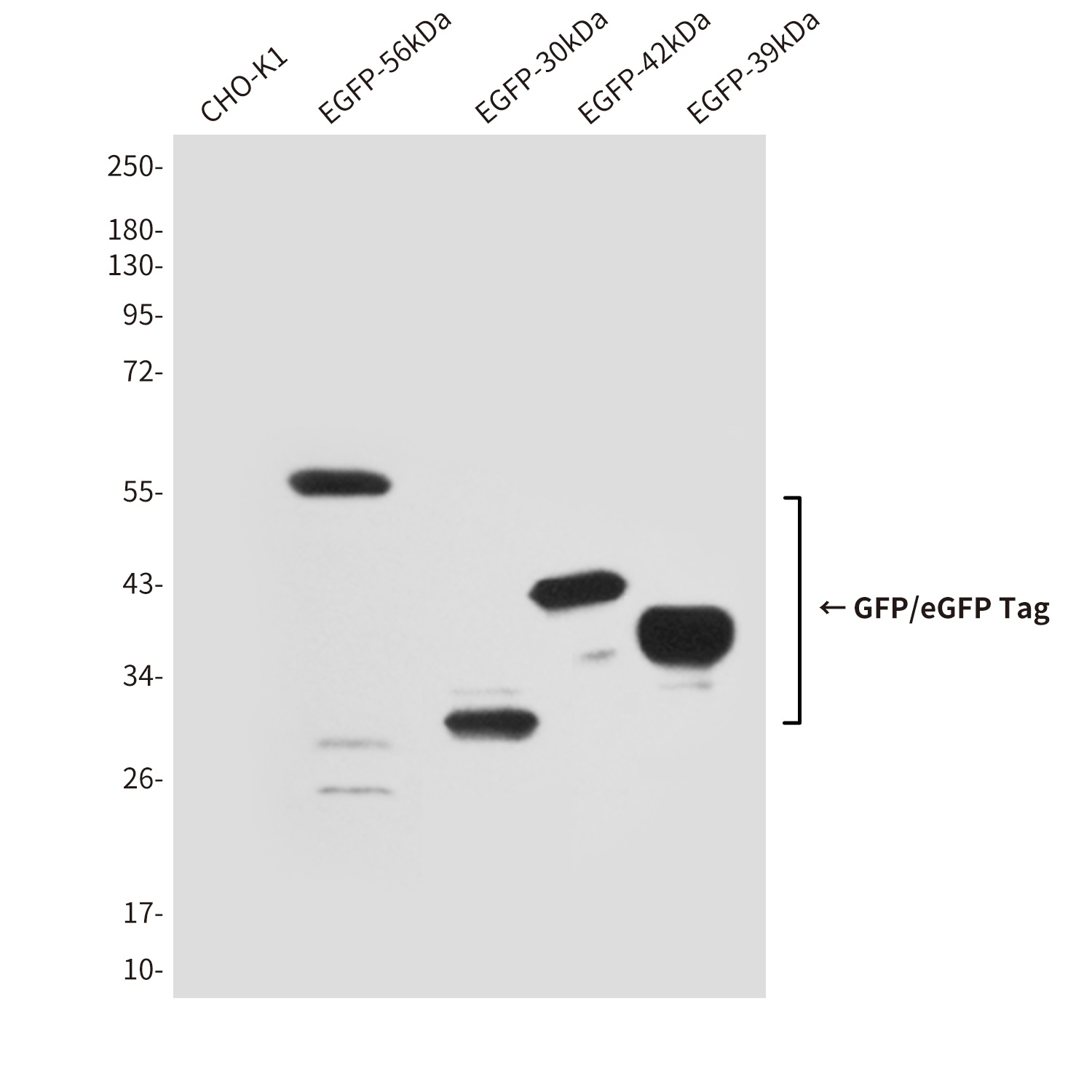 GFP/eGFP Tag Mouse mAb